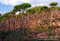 Chouf Mountains - Lebanese Pines